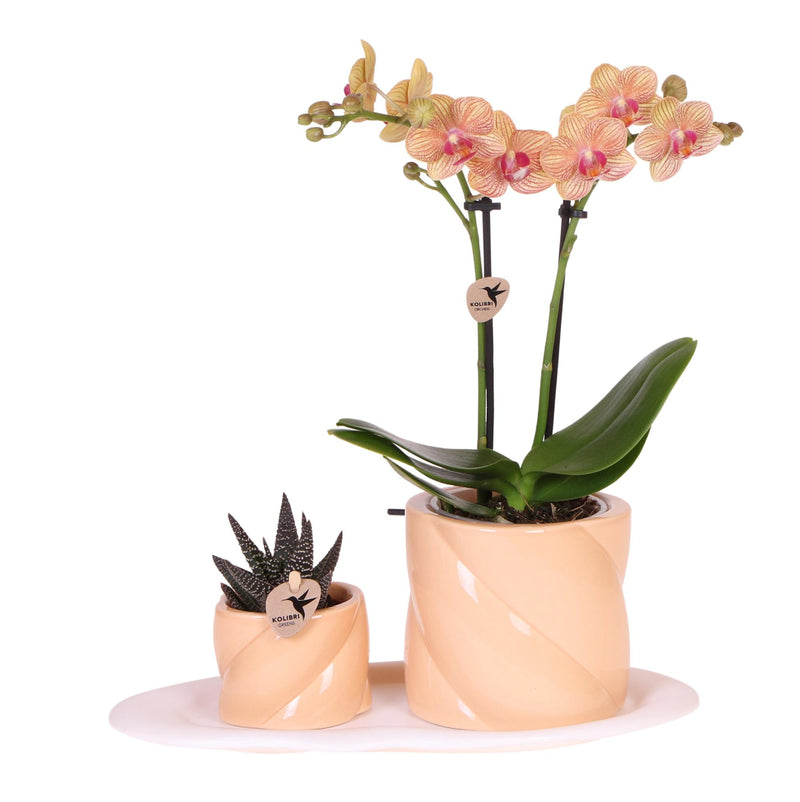 Gift set Optimism small peach | Groene plant met oranje Phalaenopsis orchidee in Candy sierpotten op wit organisch dienblad