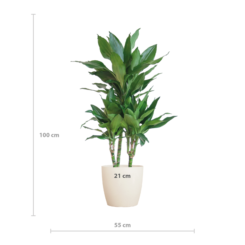 Dracaena  Janet Lindt met Viber wit - 95cm - Ø21