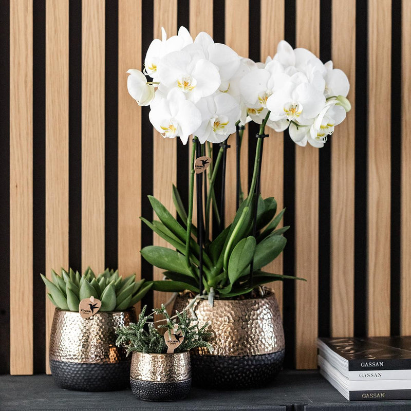 Kolibri Orchids | geel rode Phalaenopsis orchidee – Spain + Elite sierpot copper – potmaat Ø9cm – 40cm hoog | bloeiende kamerplant in bloempot