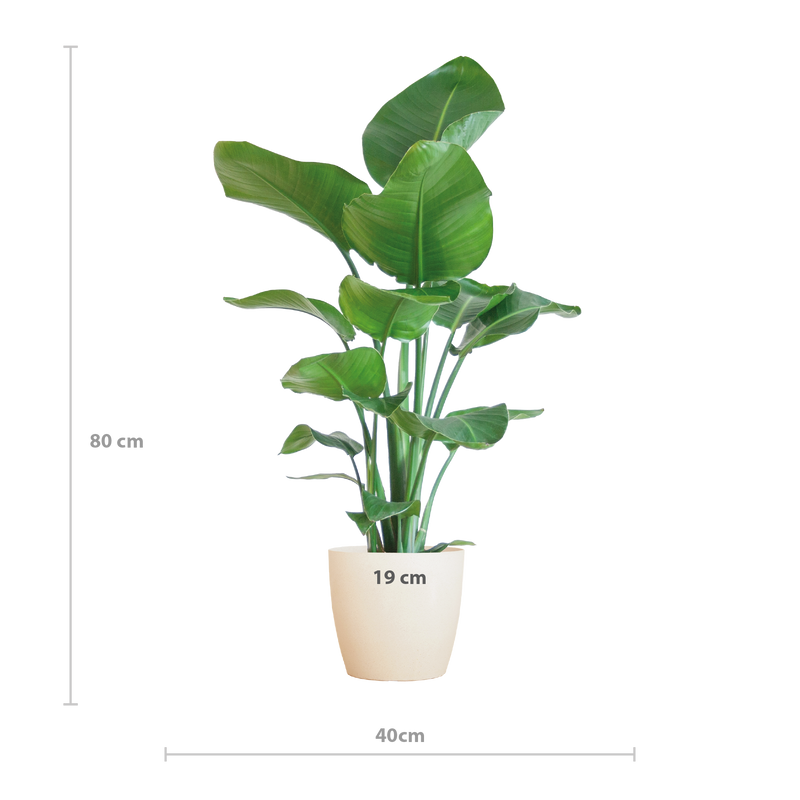 Strelitzia Nicolai met Viber pot wit - 80cm - Ø21