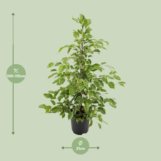 Ficus benjamina Goldenking - Ø21cm - ↕95cm