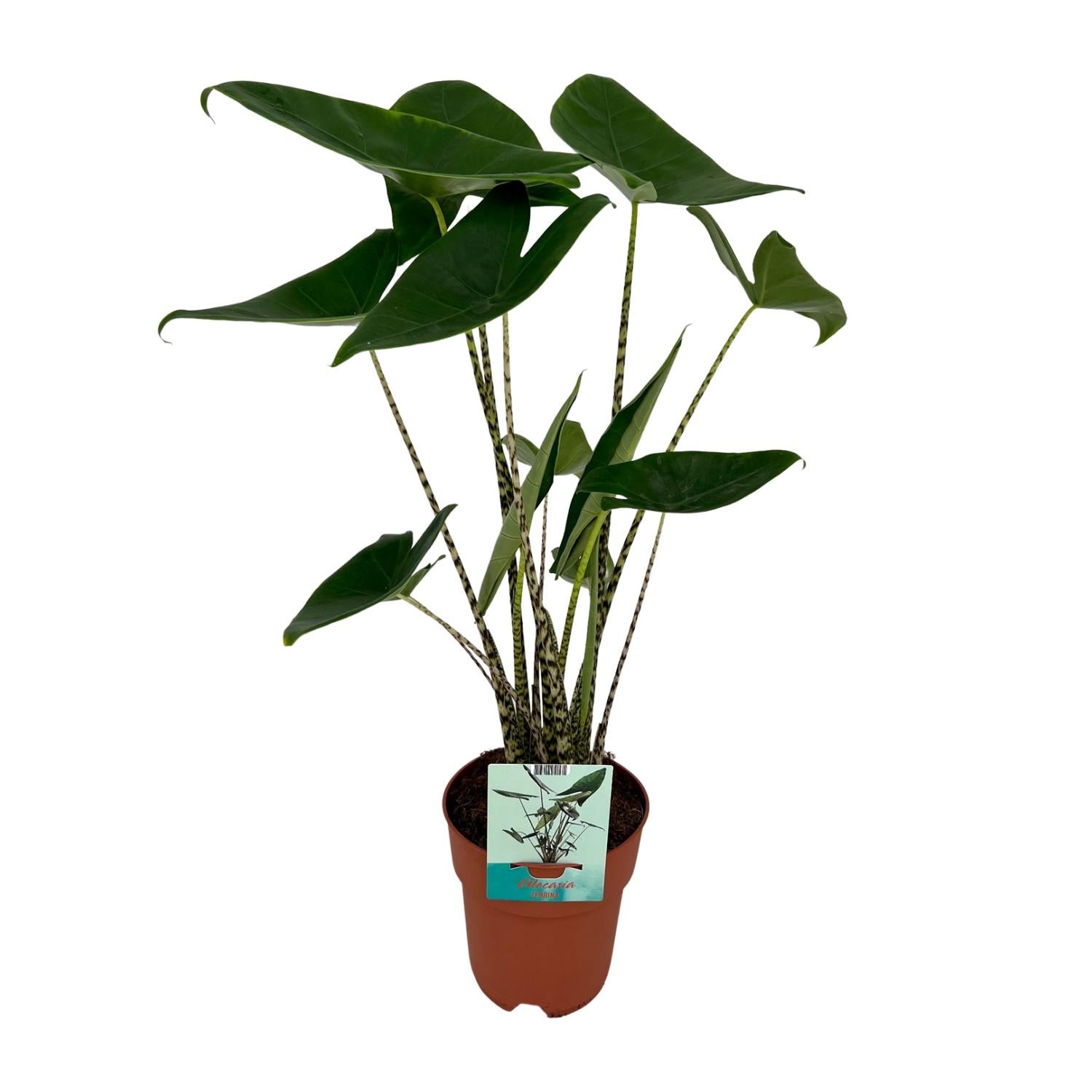 Alocasia Zebrina - Olifantsoor - Ø19cm - ↕75cm