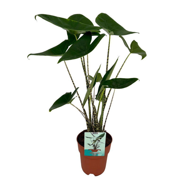 Alocasia Zebrina - Olifantsoor - Ø19cm - ↕75cm