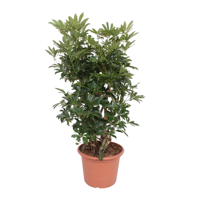 Schefflera Arboricola Compacta vertakt - 140 cm - ø40