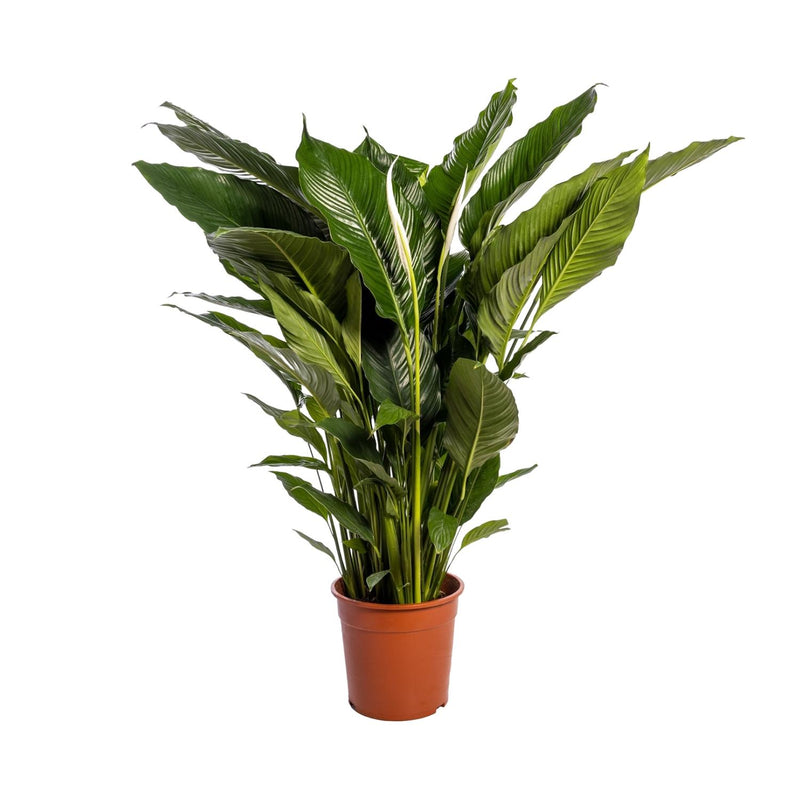 Spathiphyllum Sweet Sebastiano - Ø24cm - ↕110cm