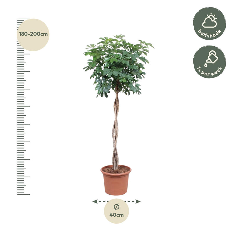 Schefflera Arboricola Compacta gevlochten stam - 190 cm - ø40