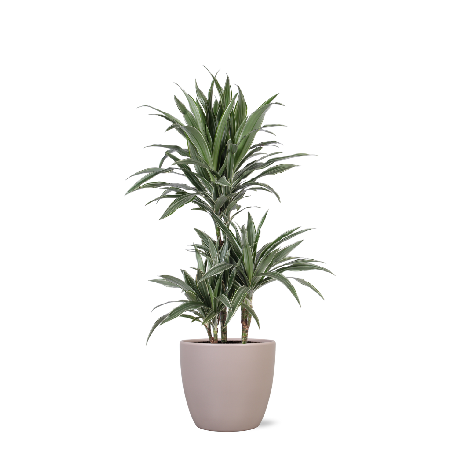 Dracaena Warneckii Ø21cm - ↕65cm in Boule TAUPE pot