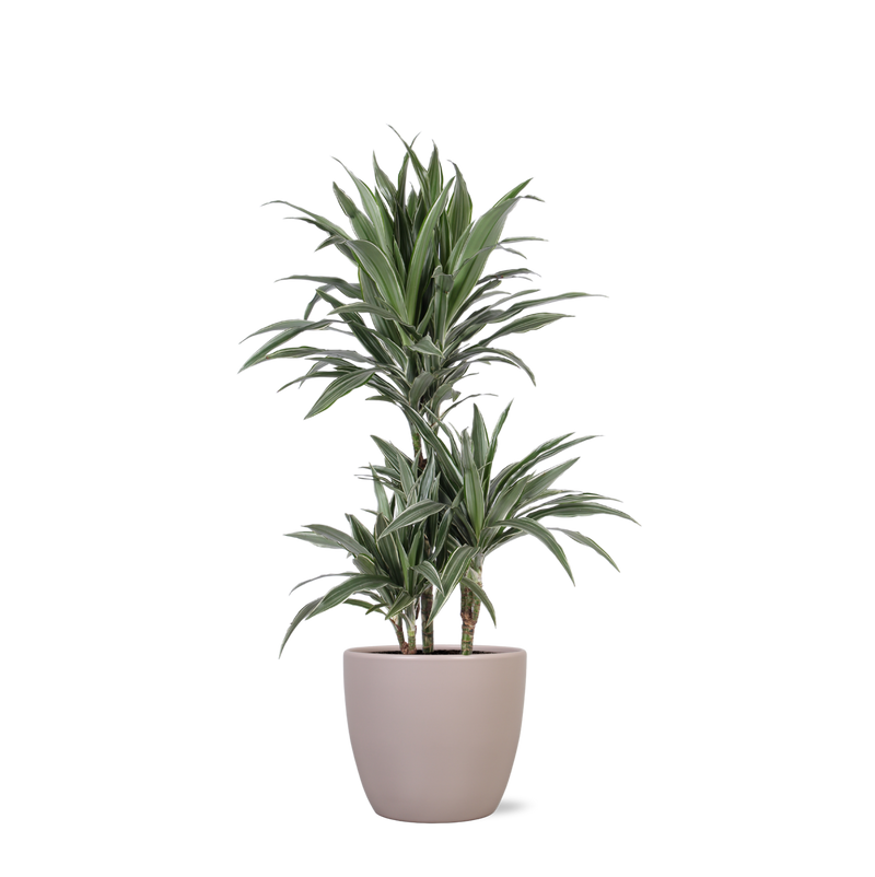 Dracaena Warneckii Ø21cm - ↕65cm in Boule TAUPE pot