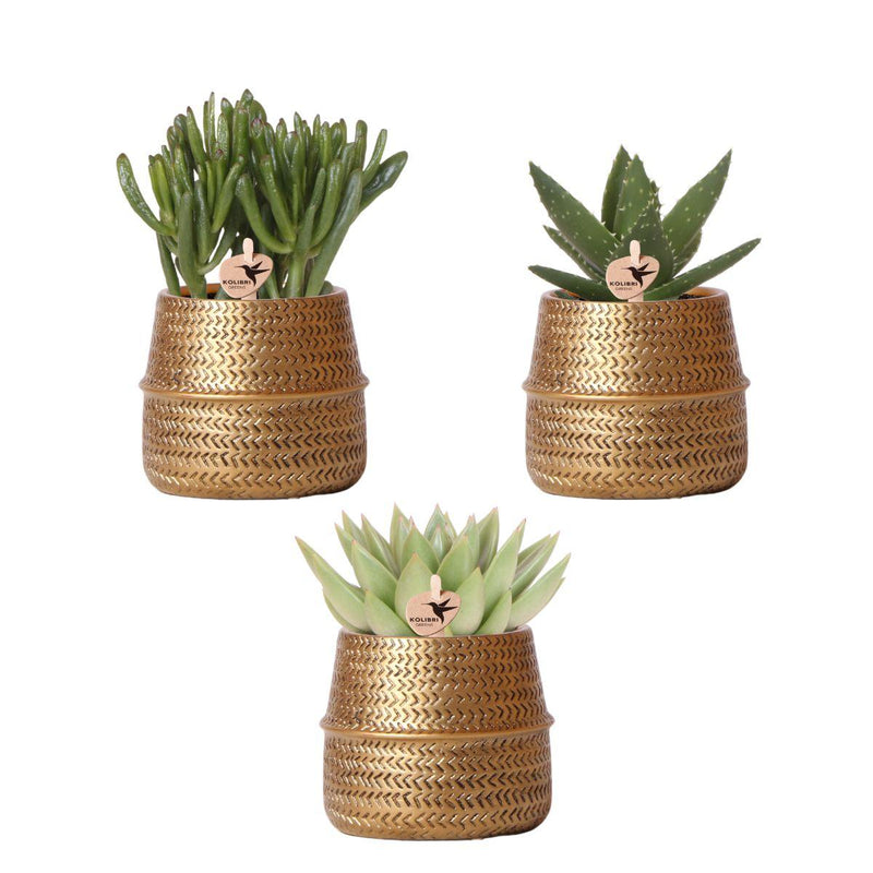 Kolibri Greens | Planten set - met 3 succulenten mix - incl. keramieken sierpotten | potmaat Ø9cm