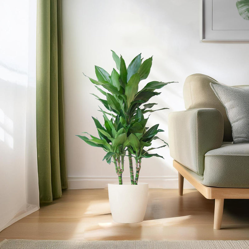 Dracaena  Janet Lindt met Viber wit - 95cm - Ø21