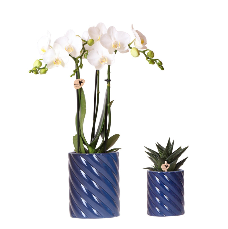 Kolibri Orchids | Set van witte orchidee Amabilis en succulent in Candy sierpotten blauw - potmaat Ø9cm & Ø6cm | bloeiende kamerplant