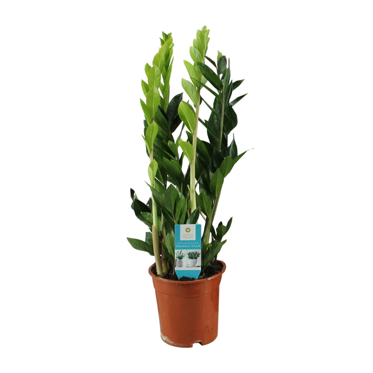 Zamioculcas Zamiifolia - Ø17cm - ↕65cm