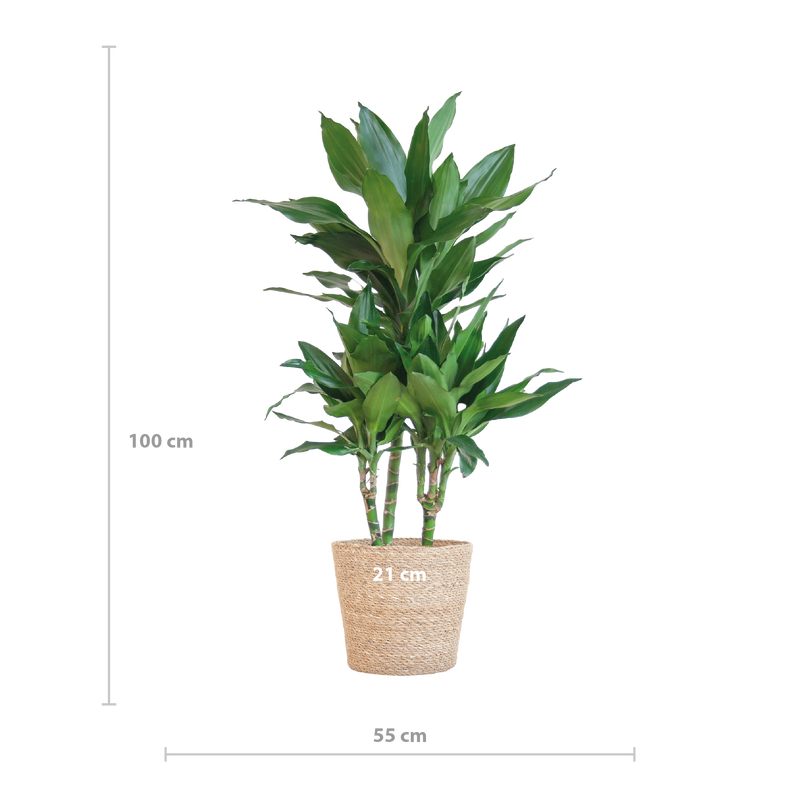 Dracaena  Janet Lindt met Sofia mand naturel - 95cm - Ø21