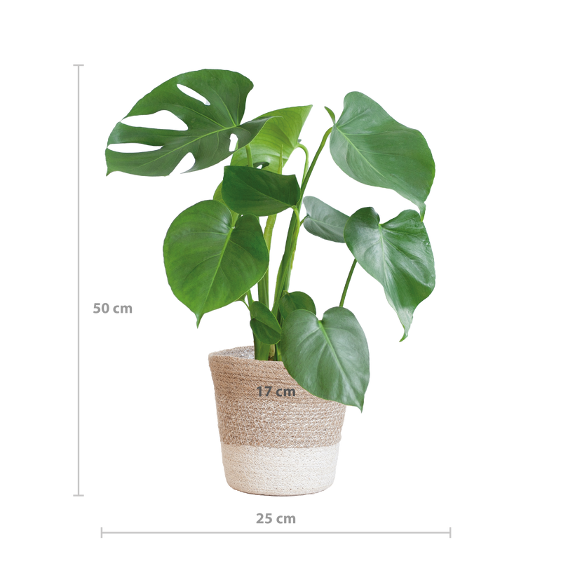 Monstera Deliciosa met Lissabon mand wit  - 50cm - Ø17