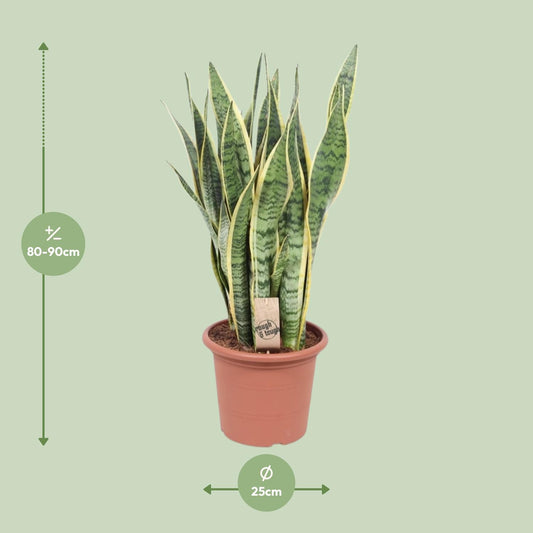 Sansevieria Trifasciata Laurentii - Ø25cm - ↕85cm