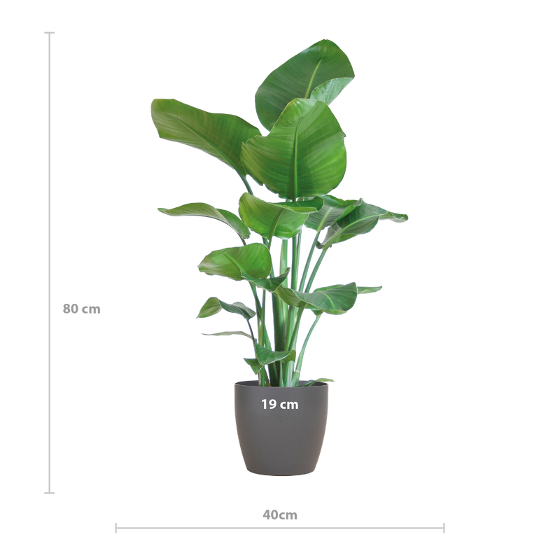 Strelitzia Nicolai met Viber pot grijs - 80cm - Ø21