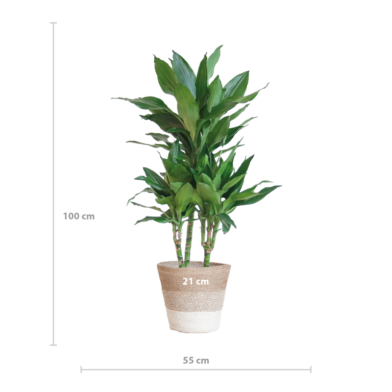 Dracaena  Janet Lindt met mand Lissabon wit - 95cm - Ø21