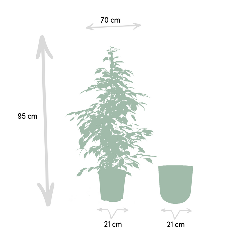 Ficus benjamina Goldenking - Ø21cm - ↕95cm + Pot Mayk Lead