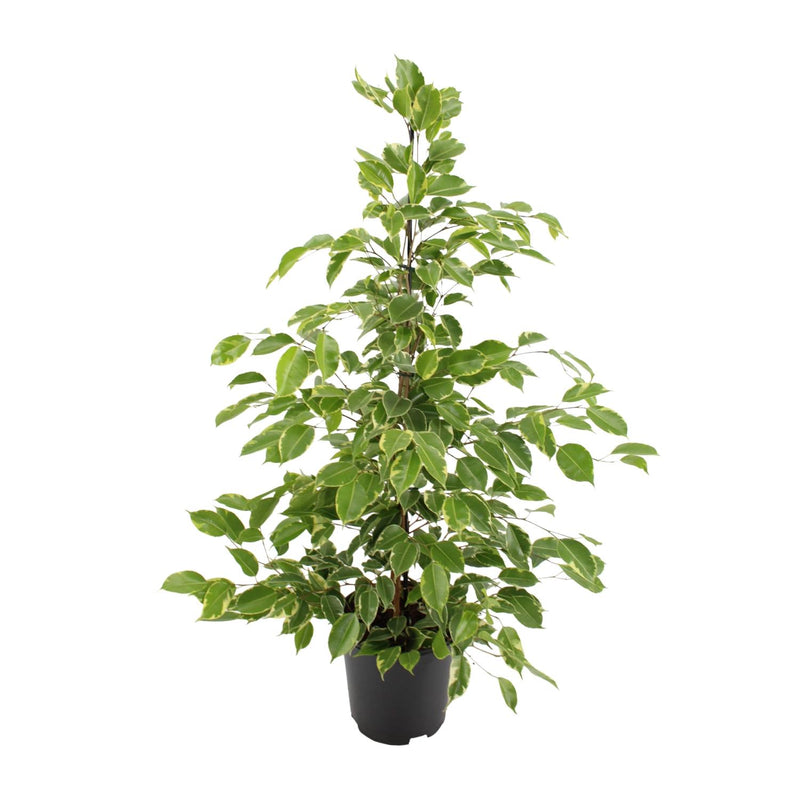 Ficus benjamina Goldenking - Ø21cm - ↕95cm