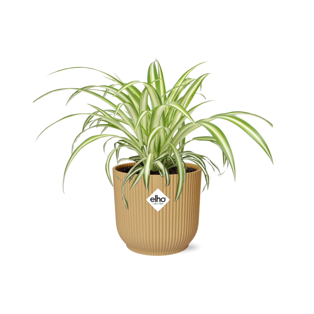 Chlorophytum Comosum Variegatum in ELHO Vibes Fold 14cm geel