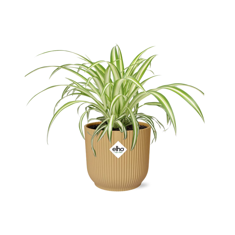 Chlorophytum Comosum Variegatum in ELHO Vibes Fold 14cm geel