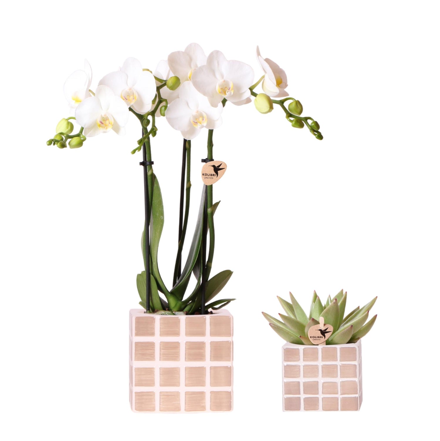 Kolibri Orchids | Set van witte orchidee Amabilis en succulent in Mosa sierpotten bruin - potmaat Ø9cm & Ø6cm | bloeiende kamerplant