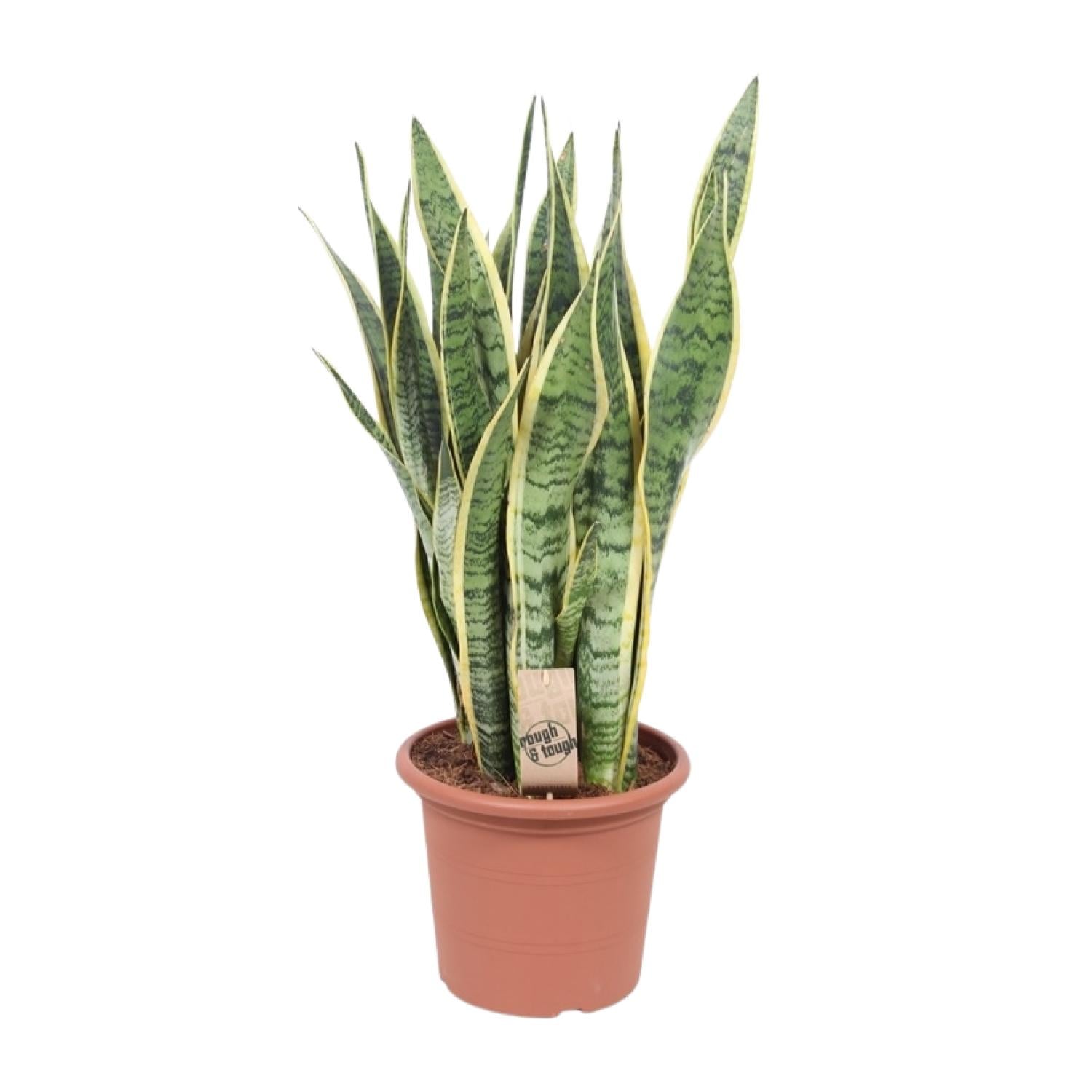 Sansevieria Trifasciata Laurentii - Ø25cm - ↕85cm