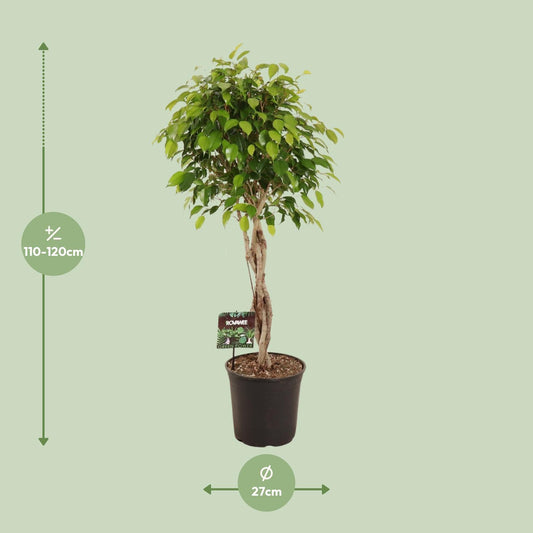 Ficus Benjamina Exotica - Ø27cm - ↕120cm