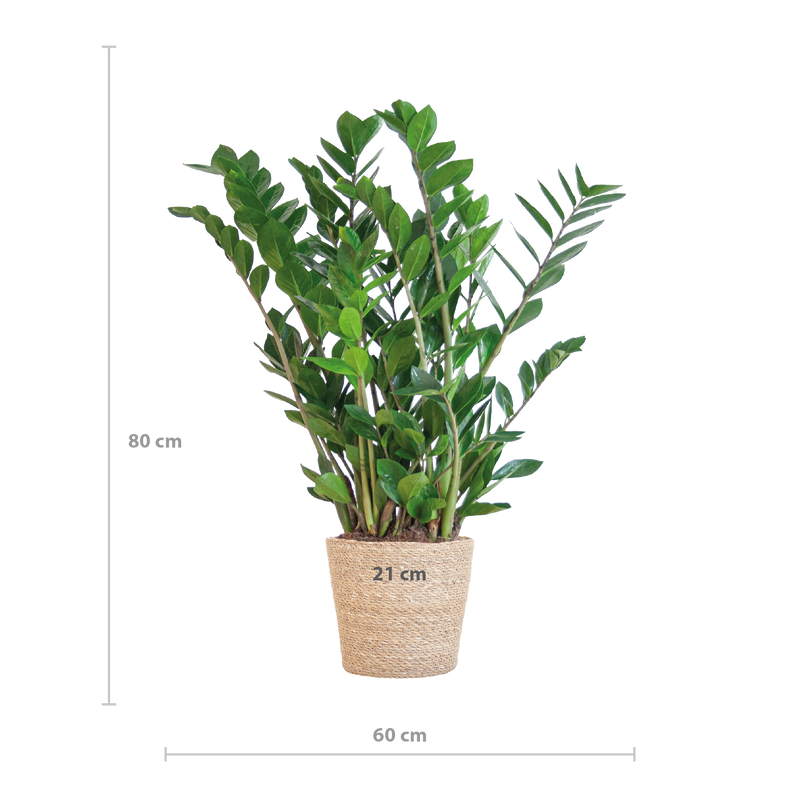 Zamioculcas Zamiifolia met Sofia mand naturel  - 80cm - Ø21