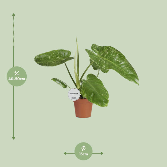 Philodendron Jose Buono - Ø15cm - ↕45cm