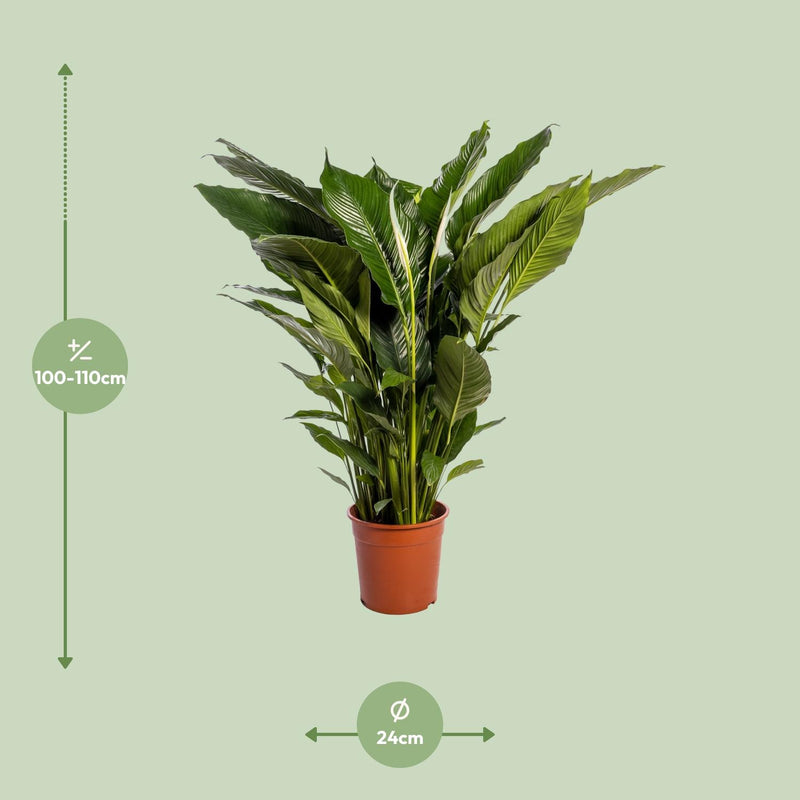 Spathiphyllum Sweet Sebastiano - Ø24cm - ↕110cm