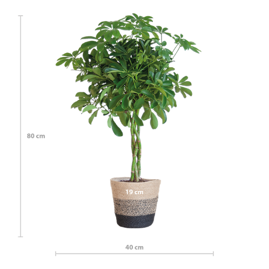 Schefflera Arab Nora met Mand Lissabon zwart - 70cm - Ø21