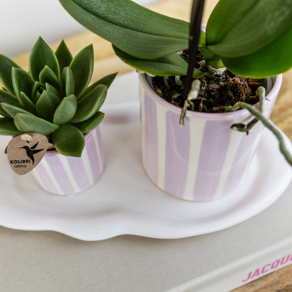 Kolibri Orchids | Gift set Mediterranean Sunset small | Groene plant met roze Phalaenopsis orchidee Andorra  in Painted Stripe sierpotten op wit organisch dienblad