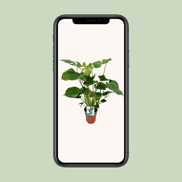 Monstera Deliciosa  - Ø19cm - ↕60cm