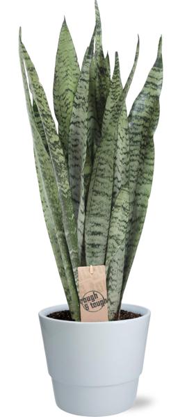 Sansevieria Zeylanica - Ø17cm - ↕70cm + Pot Basic D18x15cm - Wit