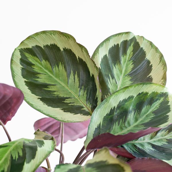 Calathea Medaillon met Viber grijs - 65cm - Ø19