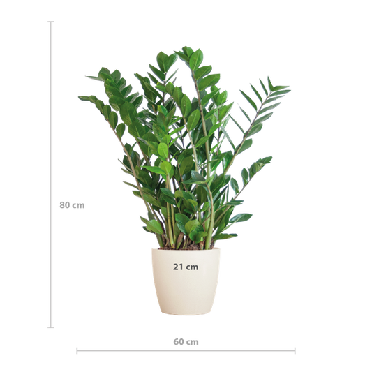 Zamioculcas Zamiifolia met Viber wit - 80cm - Ø21