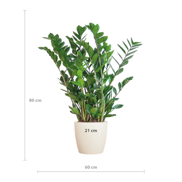 Zamioculcas Zamiifolia met Viber wit - 80cm - Ø21