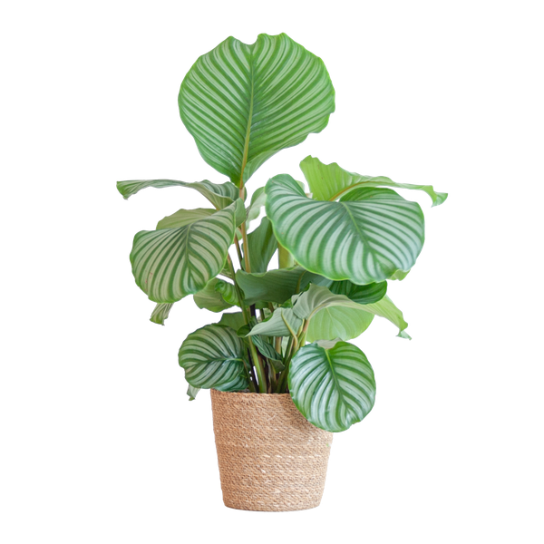 Calathea Orbifolia met Sofia mand naturel - 65cm - Ø21