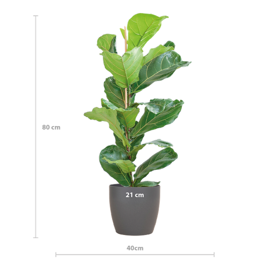 Ficus Lyrata met Viber pot grijs - 80cm - Ø21