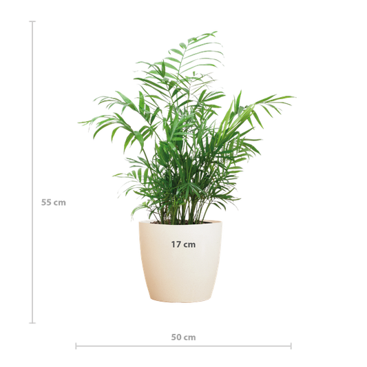 Chamadorea Elegans met Viber wit - 55cm - Ø17