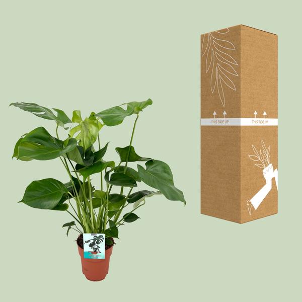 Monstera Deliciosa  - Ø19cm - ↕60cm