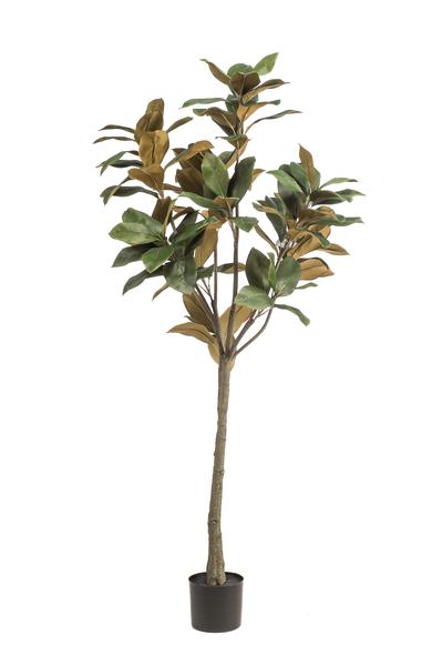 Kunstplant - Magnolia Grandiflora  - 150 cm