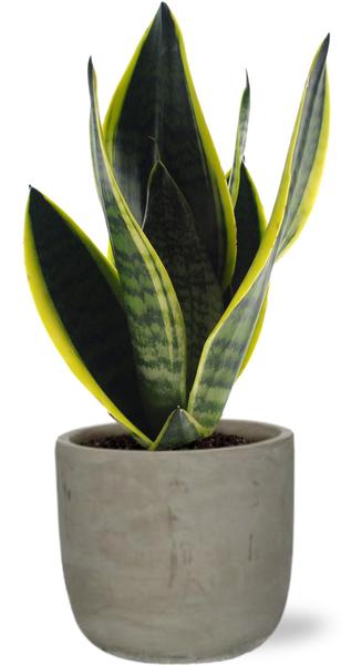 Sansevieria Futura Superba - Ø12cm - ↕30cm +  Stone Rond D13,5x13cm - Grijs