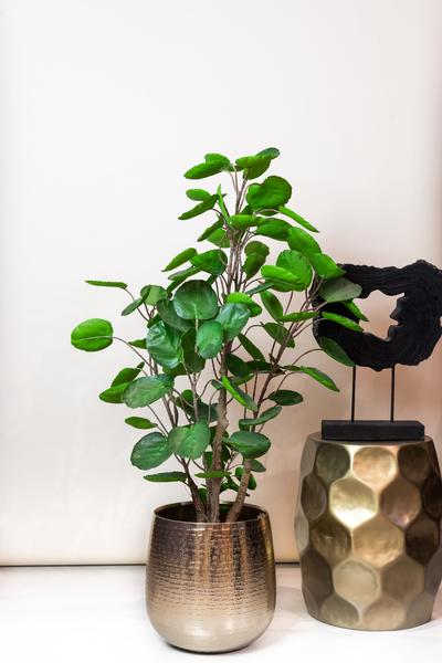 Kunstplant - Polyscias - Aralia - 105 cm