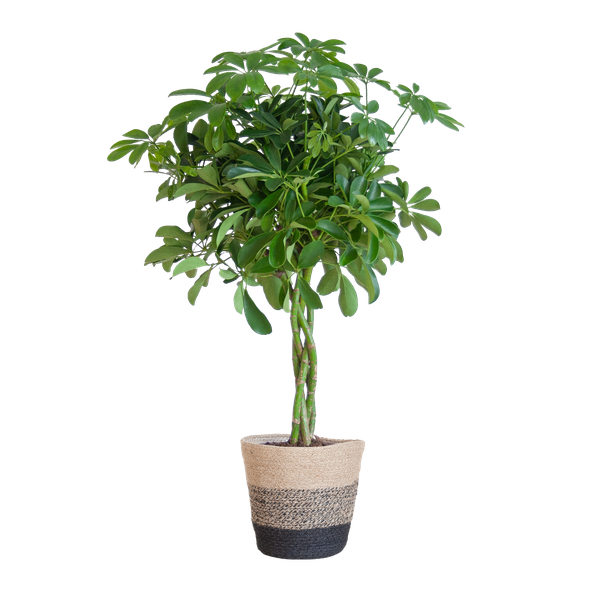 Schefflera Arab Nora met Mand Lissabon zwart - 70cm - Ø21