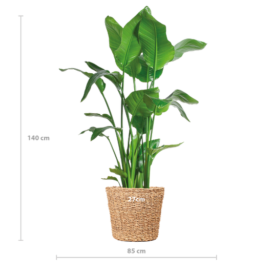 Strelitzia Nicolai XL met Torun mand - 140cm - Ø27