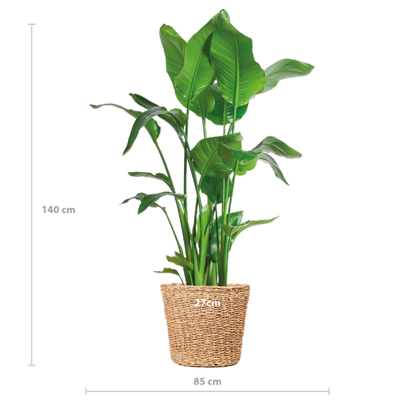 Strelitzia Nicolai XL met Torun mand - 140cm - Ø27