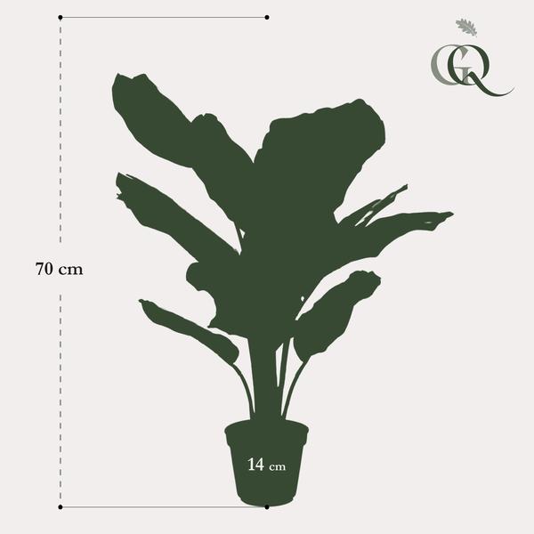 Kunstplant - Calathea Orbifolia - Schaduwplant - 60 cm