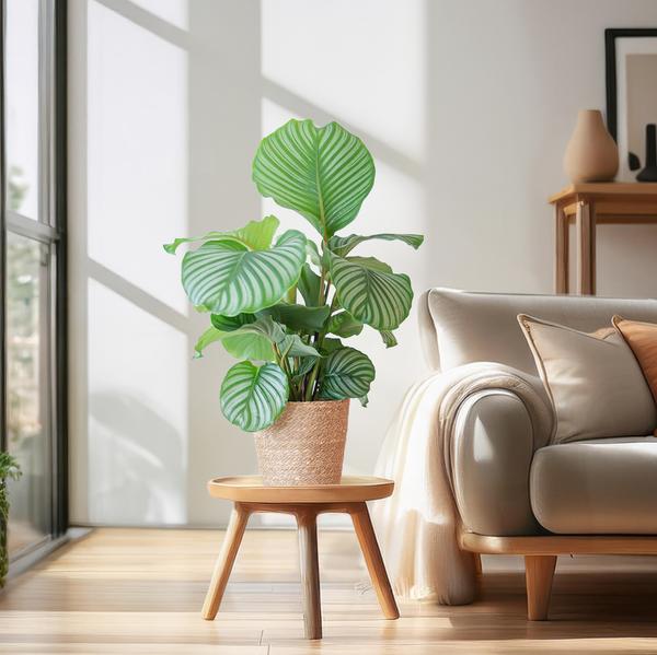 Calathea Orbifolia met Sofia mand naturel - 65cm - Ø21